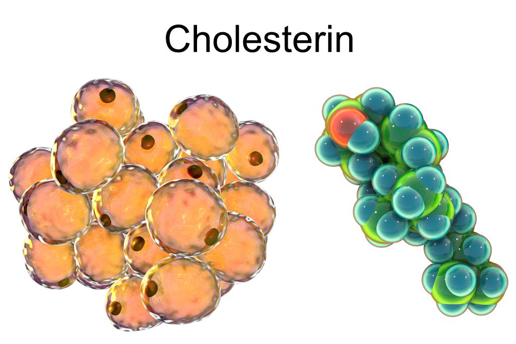 Cholesterinmolekül